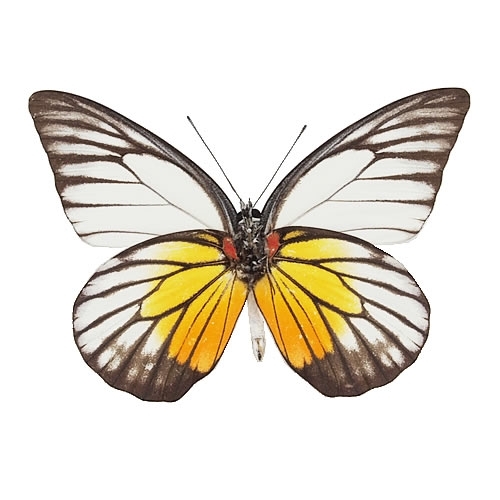 アカネマダラシロチョウ , 蝶の標本 販売・通販のNatureShop|モルフォ