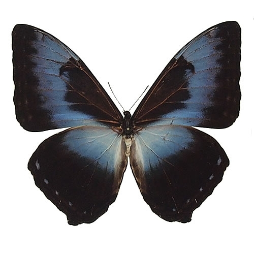 アオタイヨウモルフォ 標本 青型