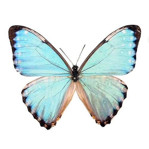 蝶の標本 モルフォの世界(特特1) Amazon | 美しい蝶の標本 世界で最も