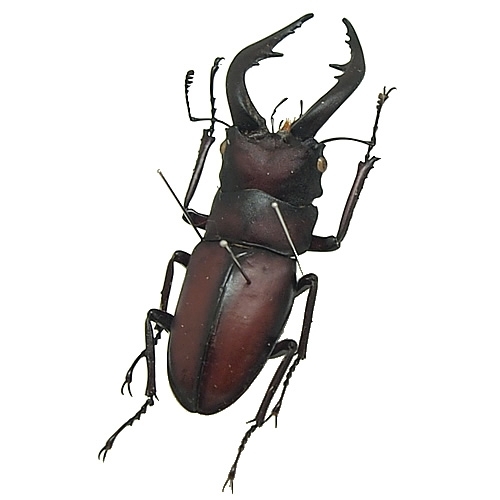 クワガタ多数 大型標本 32.3mm］大型個体は特に魅力的！ | Project