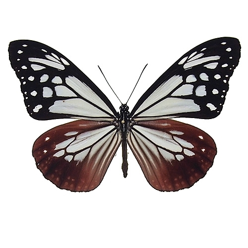 アサギマダラ／メス , 蝶の標本 販売・通販のNatureShop|モルフォや