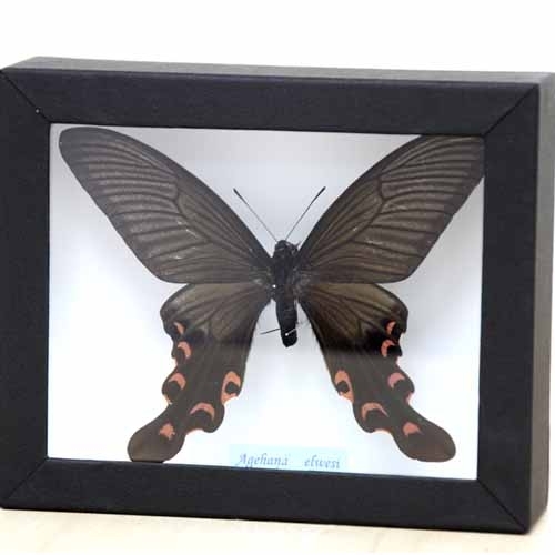 シナフトオアゲハ , 蝶の標本 販売・通販のNatureShop|モルフォや