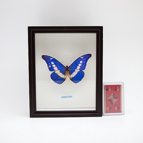 送料無料】ヘレナモルフォ , 蝶の標本 販売・通販のNatureShop