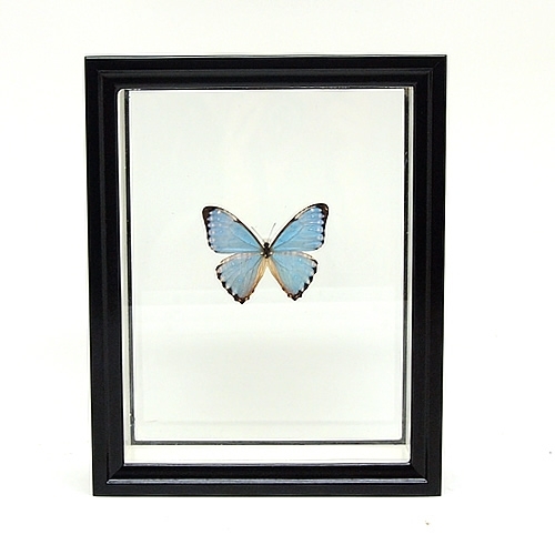 ポルティスモルフォ , タグ「モルフォ」 , 蝶の標本 販売・通販の