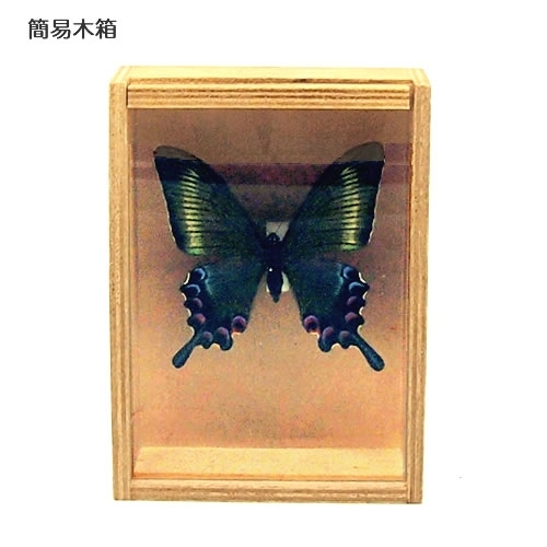 ねこねこ様リクエスト品！蝶標本 ロキシャスウスバ ペア ねこねこ様