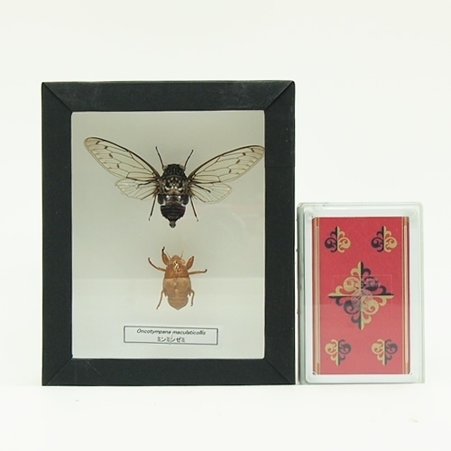 ミンミンゼミ 飛翔(抜け殻付) , 蝶の標本 販売・通販のNatureShop