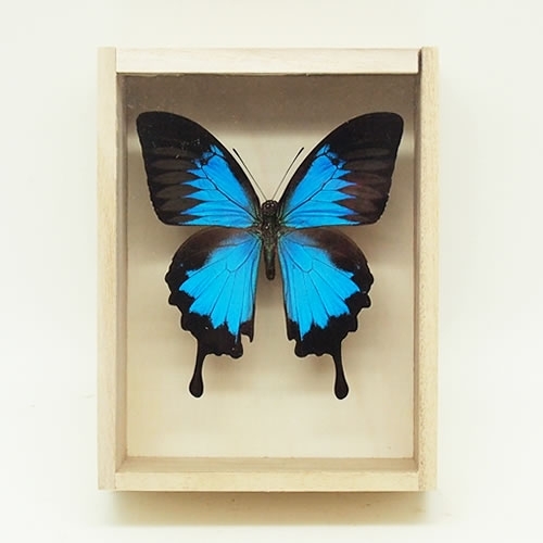 モルフォ蝶 オオルリアゲハ他11匹 標本 モルフォ蝶 オオルリアゲハ他11