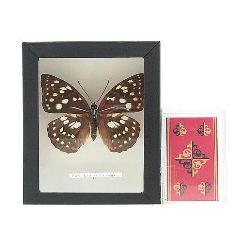 オオムラサキ 雄 × 雌 セット 標本箱付き 【公式通販】