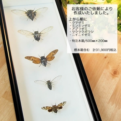 クマゼミ 飛翔 , 蝶の標本 販売・通販のNatureShop|モルフォやキプリス