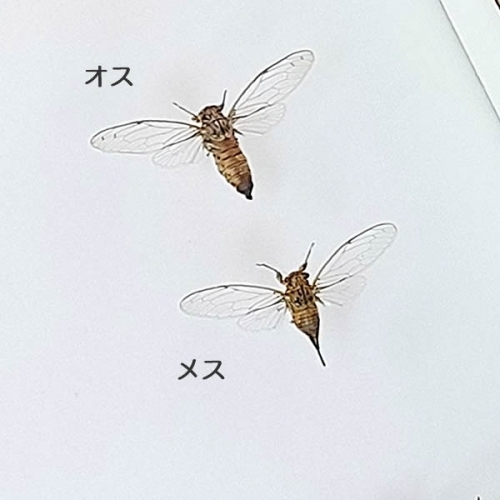 ヒメハルゼミ／雄雌ペア 飛翔 , 昆虫標本 , 蝶の標本 販売・通販の