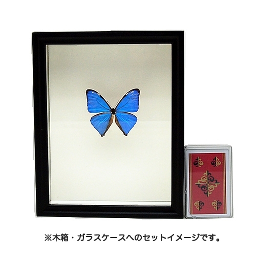 エガーモルフォ(エガモルフォ) , タテハ蝶科標本 , 蝶の標本 販売