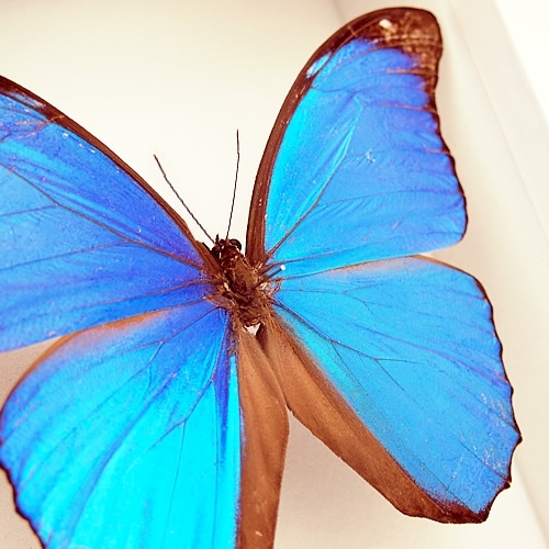 メネラウスモルフォ , タグ「モルフォ」 , 蝶の標本 販売・通販の