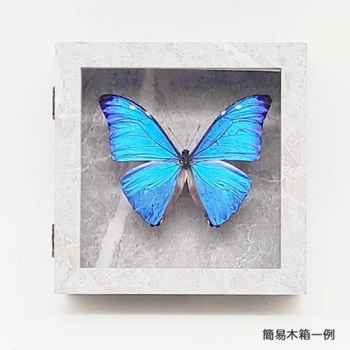 アルゼンチン産 モルフォエピストフィウス3 特大 106mm アルゼンチン産