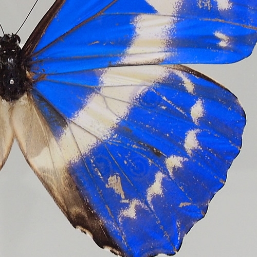 送料無料】キプリスモルフォ , タテハ蝶科標本 , 蝶の標本 販売・通販