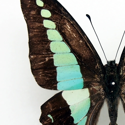 アオスジアゲハ , アゲハ蝶科標本 , 蝶の標本 販売・通販のNatureShop