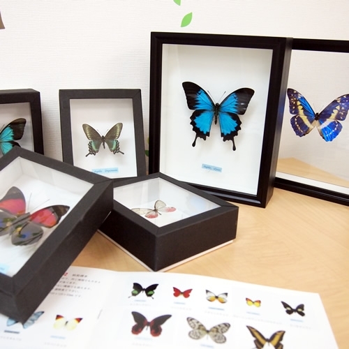 希少蝶標本ドイツガラスケース箱現状品のみ40x30x6cm 希少蝶標本ドイツ
