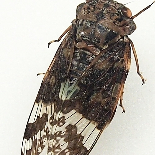 ニイニイゼミ , 昆虫標本 , 蝶の標本 販売・通販のNatureShop|モルフォ