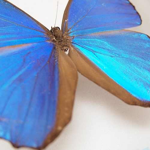 名和昆虫博物館 蝶の標本5種類 メネラウスモルフォ メネラウスモルフォ