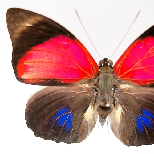 蝶標本 珍品 ミイロタテハ アグリアス ファルキドンミイロタテハ 蝶