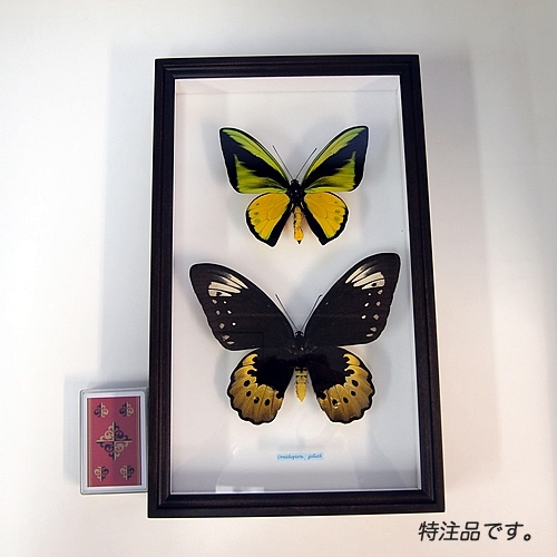 送料無料】ゴライアストリバネアゲハ , アゲハ蝶科標本 , 蝶の標本