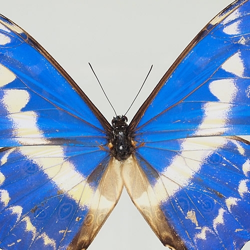 送料無料】キプリスモルフォ , 蝶の標本 販売・通販のNatureShop