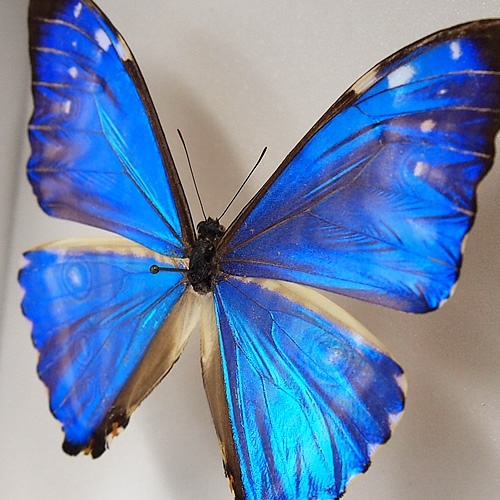 ゼフィリティスモルフォ , タテハ蝶科標本 , 蝶の標本 販売・通販の