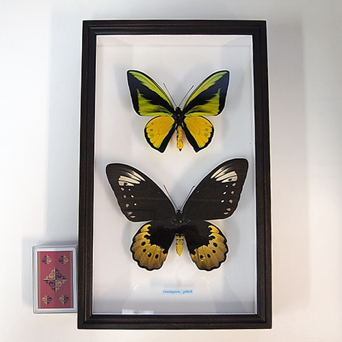 送料無料】ゴライアストリバネアゲハ／ペアセット , タグ「set」 , 蝶