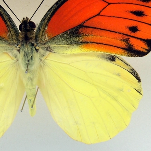 ヒイロツマベニ , 蝶の標本 販売・通販のNatureShop|モルフォや