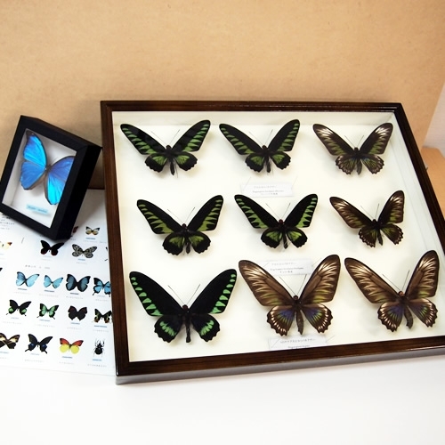 アカエリトリバネアゲハ , 蝶の標本 販売・通販のNatureShop|モルフォ
