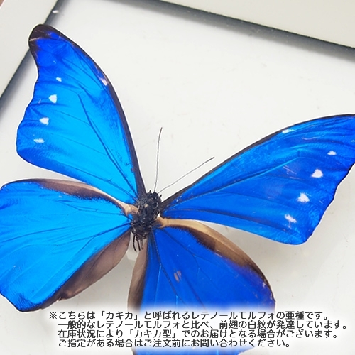 極美個体】レテノールモルフォ蝶 蛾ピカソモスモルフォチョウ昆虫標本