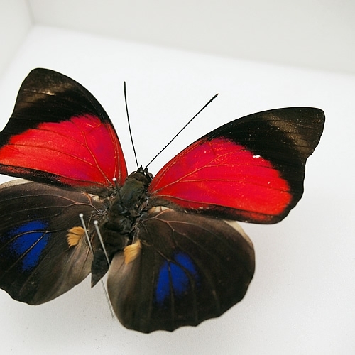 蝶標本 珍品 ミイロタテハ アグリアス ファルキドンミイロタテハ 蝶