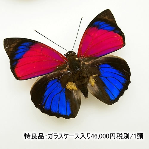 珍品 HYBRID パルナシウス・アポロ・アラベント 蝶 標本｜珍品 HYBRID