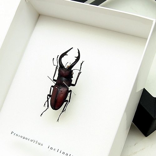 ノコギリクワガタ(鋸鍬形) , 昆虫標本 , 蝶の標本 販売・通販の