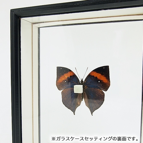 ☆『まみふぁ☆ムラサキシキブジャノメチョウ ♂標本 翅を開いた