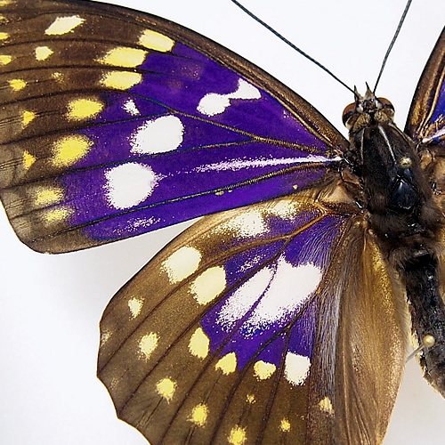 オオムラサキ／オス , タグ「black」 , 蝶の標本 販売・通販の