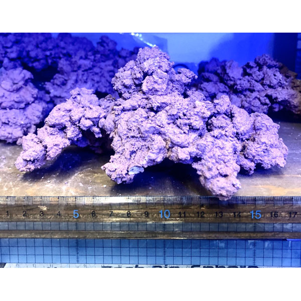 マメライブロック - 海水魚ショップ ナチュラル