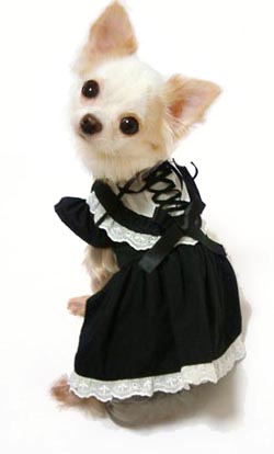 犬用 メイド服ワンピース 代官山Nahomilly 萌え～ エプロン ヘッド