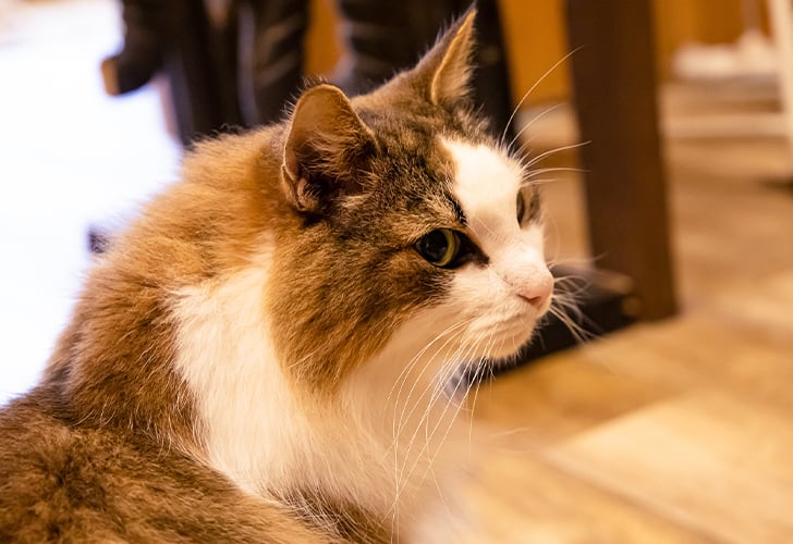 にゃんこ紹介｜猫カフェぐるぐる堂はエスニックでオシャレなカフェ