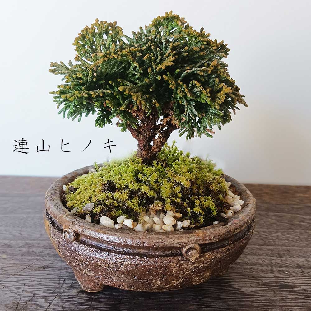 中国鉢、盆栽鉢、植木鉢、山野草鉢、鉢、盆栽 中国鉢、支那鉢、盆栽鉢、