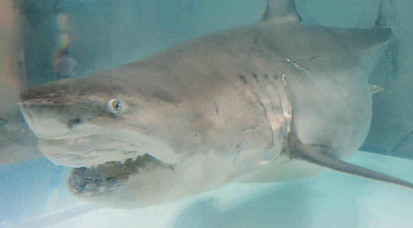 ホホジロザメの全身標本が完成へ | 日経サイエンス