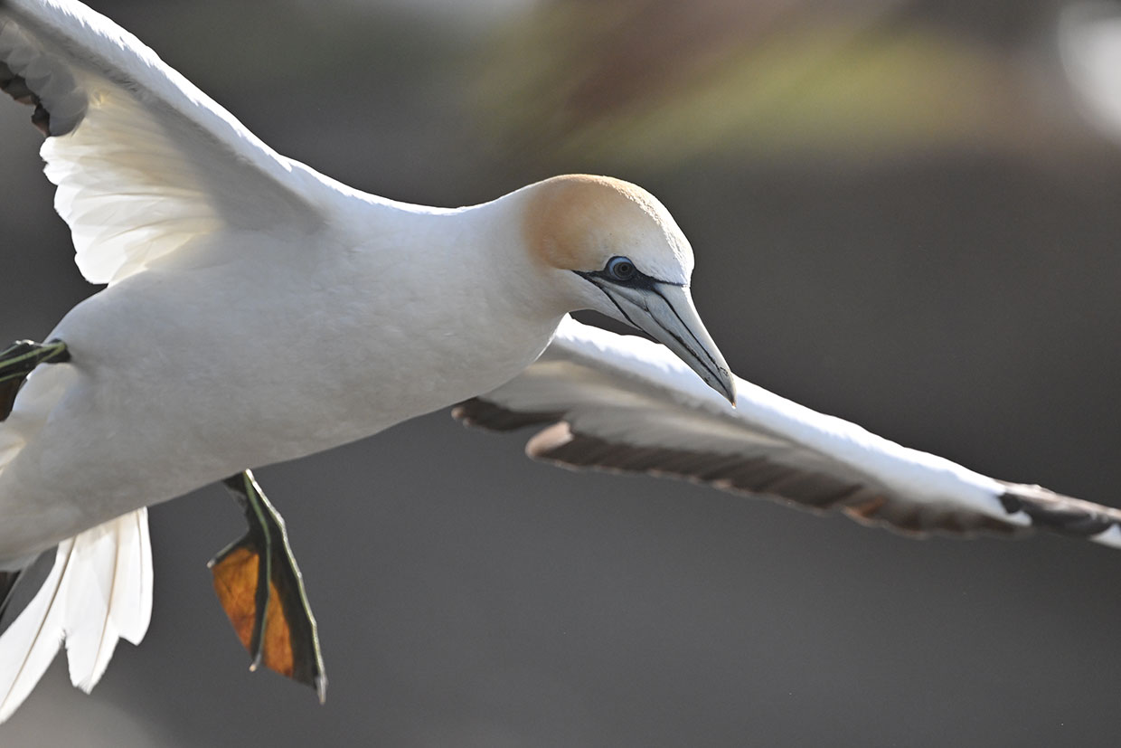 Nikon releases the NIKKOR Z 800mm f/6.3 VR S, a super-telephoto