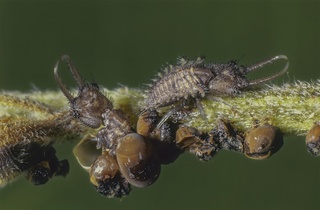 ツノトンボ 実はアミメカゲロウの仲間｜【西日本新聞me】