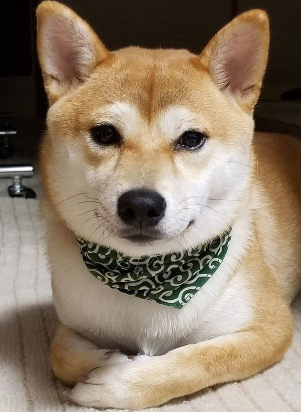 油絵 専用 穏やかなお利口さんの柴犬 見本 油絵 専用 穏やかなお利口