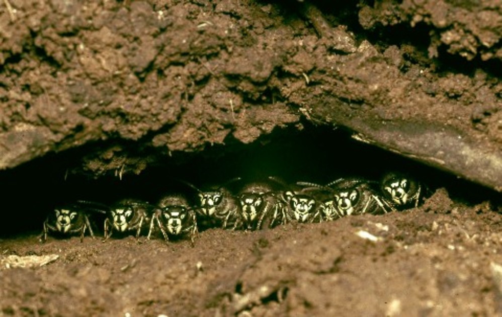 肉も食べるクロスズメバチ 地中に巣、実はおとなしい性格｜【西日本