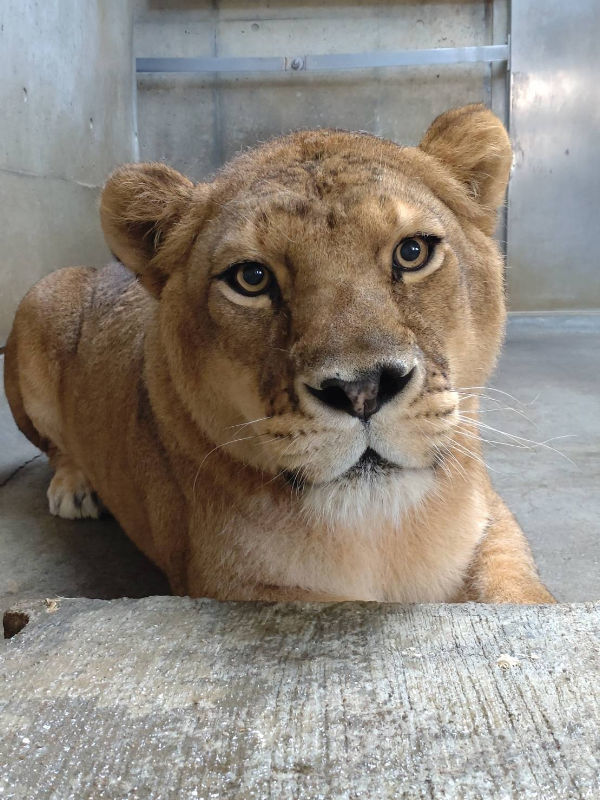 寄り添ってくつろぐライ（奥）とリアン（到津の森公園提供） - 人気者