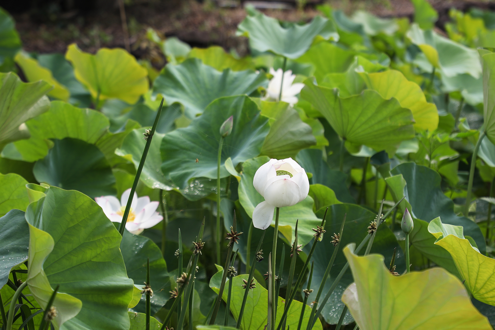 広瀬の蓮の花畑／さつま町公式ホームページ