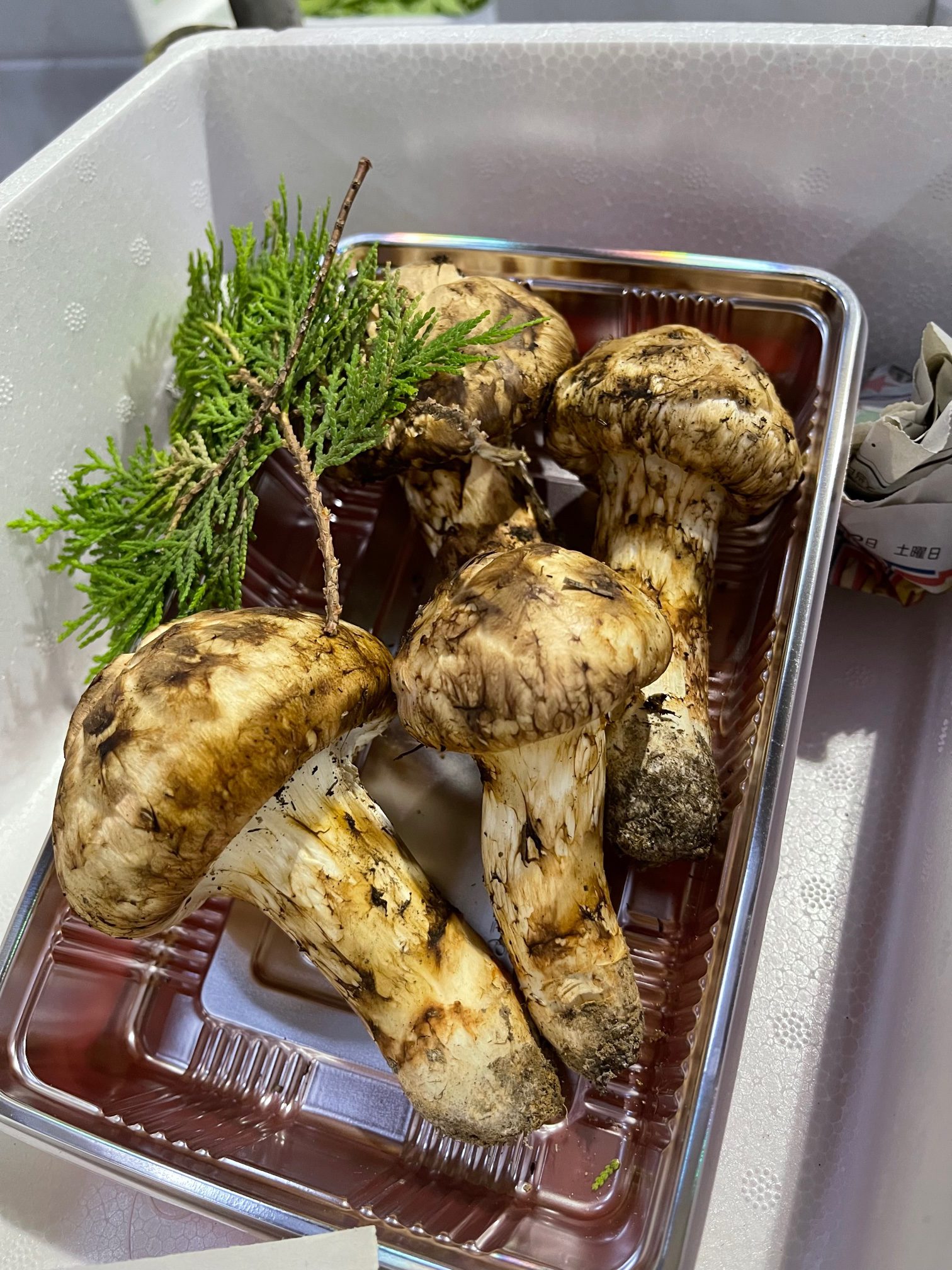 松茸 北海道 500g 送料込み 松茸 北海道 500g 送料込 ④ 楽天市場