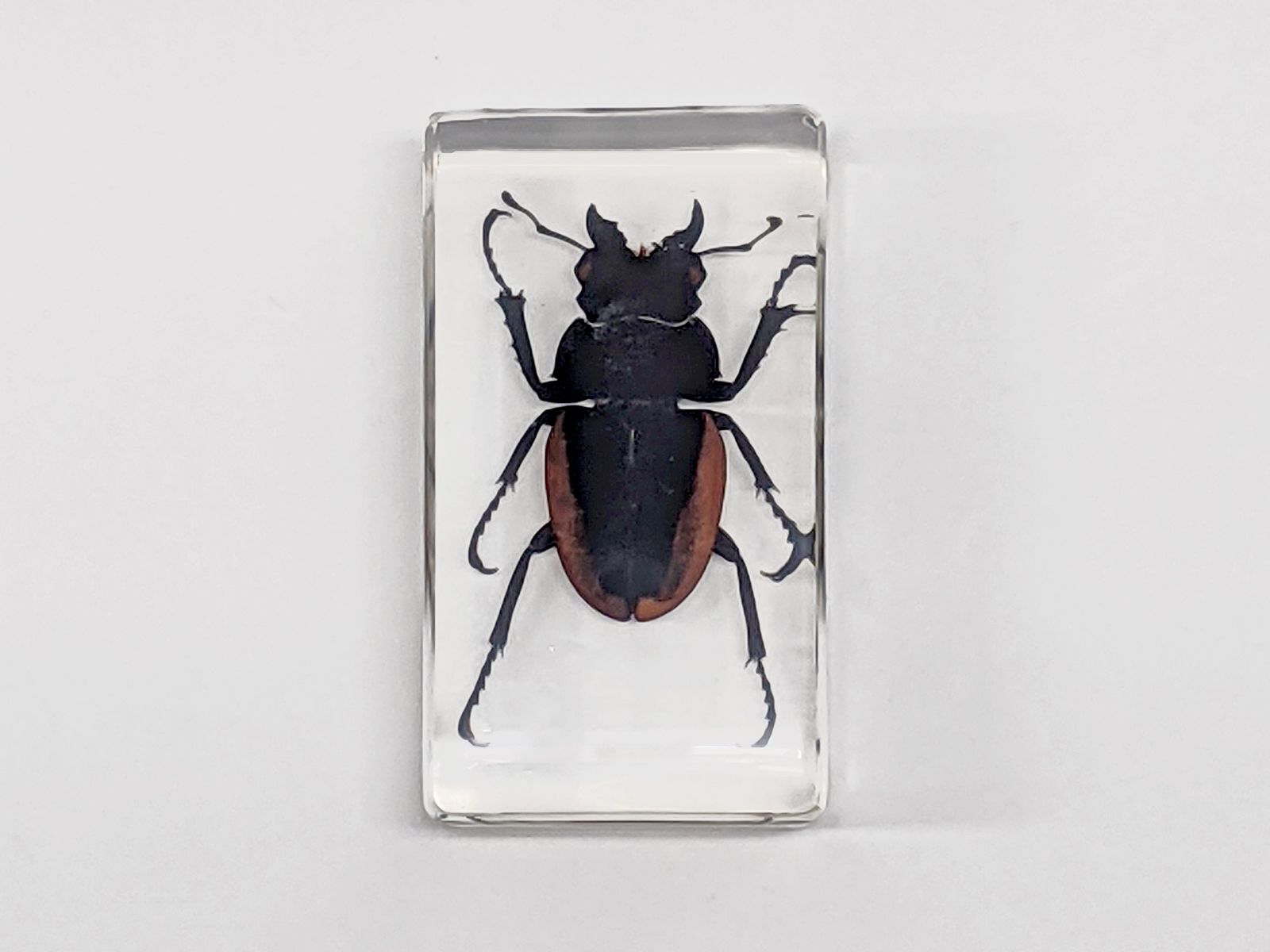 プラ封入昆虫標本 B