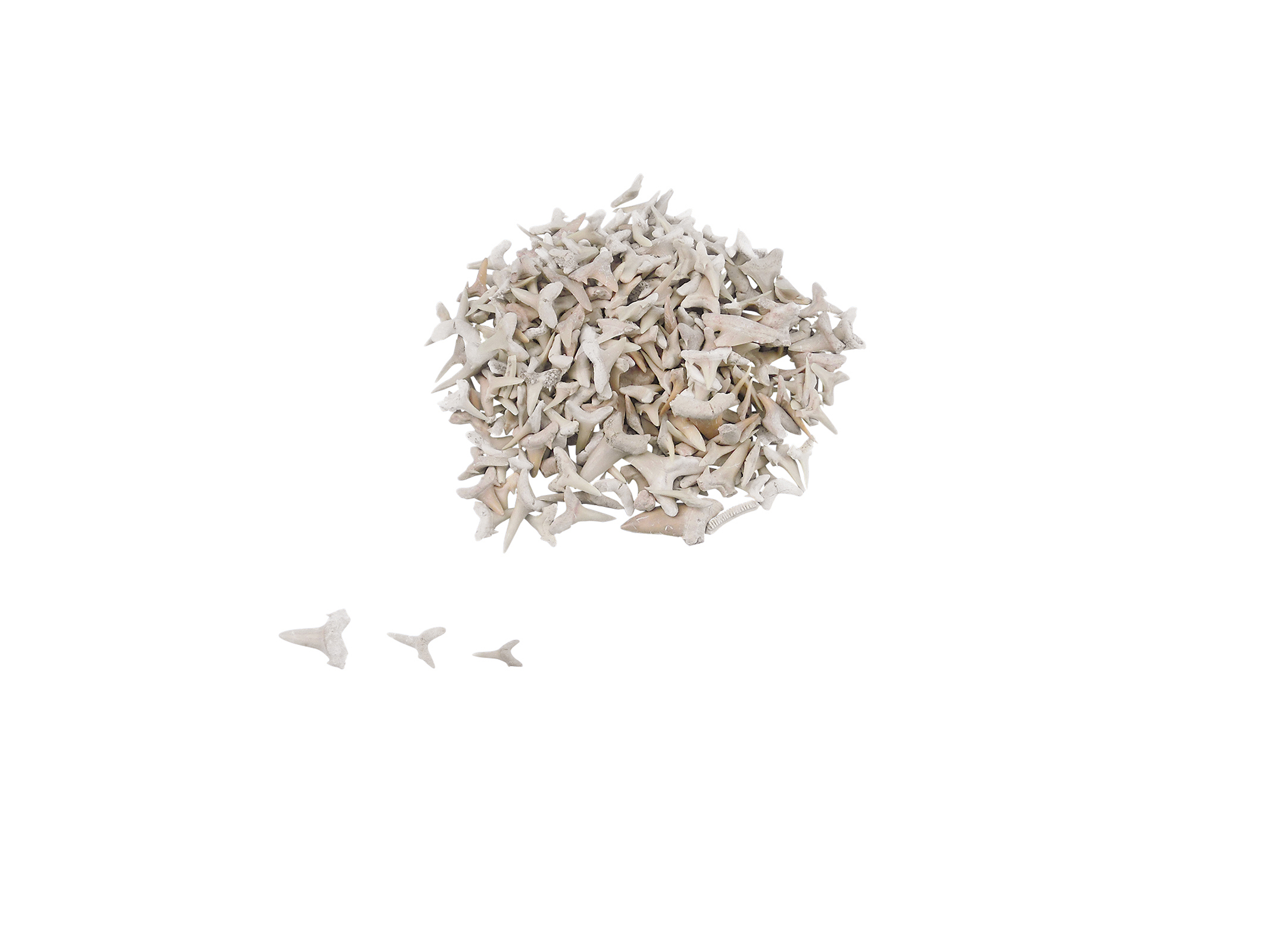 実習用化石標本 サメの歯