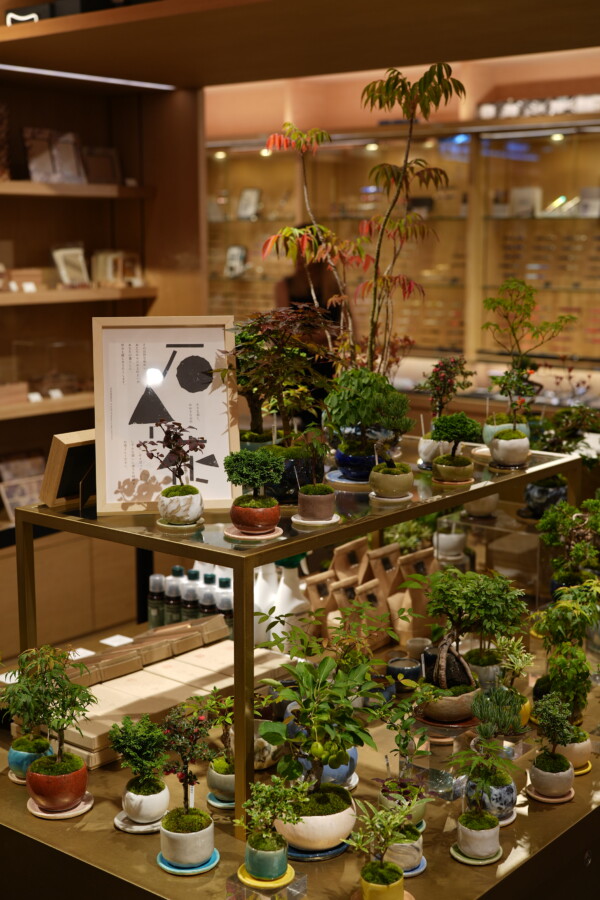 銀座蔦屋書店POPUP｜石木花｜SEKIBOKKA｜盆栽